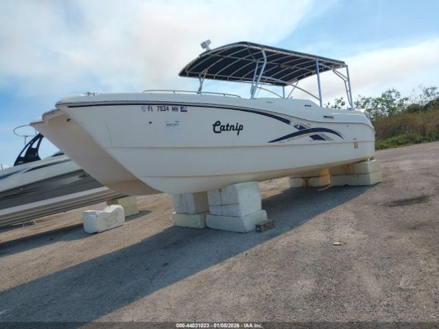 World Cat Other Image 4