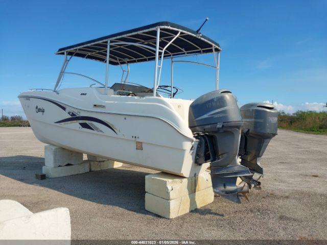 World Cat Other Image 6