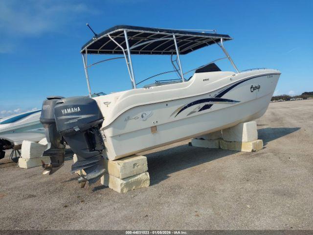 World Cat Other Image 2